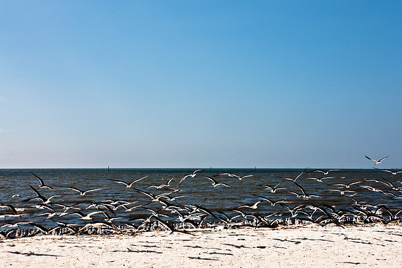 0036-NEW_ORLEANS_TO_PANAMA_CITY_BEACH_5L8Y1150