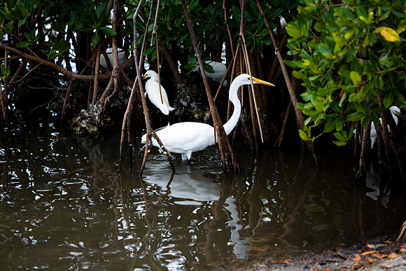 85531_20080322-ZV4N7315_Miami_To_Sanibel_Island_Florida_Everglades_FL_USA