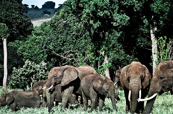 55394_SL_COLOR_ELEPHANTS_MASAI_KENYA_AFRICA_1989_11