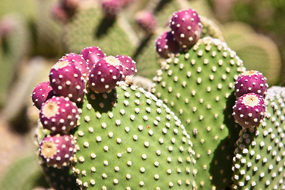 0031_La_Arizona_5L8Y5261