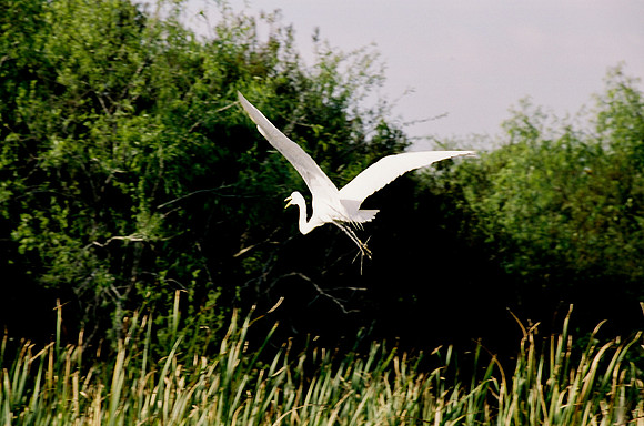 84694_EVERGLADES 33942R5__Azuley-R5-29A
