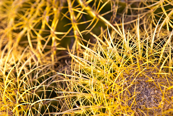 0031_La_Arizona_5L8Y5095