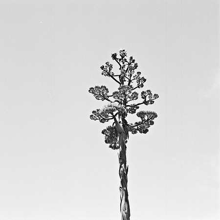 2371_FM_BW_SQ_CARMEL_MISSIONS_CA_02_7.jpg