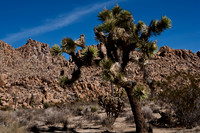 36377_DG_COLOR_JOSHUA_TREE_NATL_PARK_29_PALMS_CALIFORNIA_CA_USA_2007_ZV4N_1324