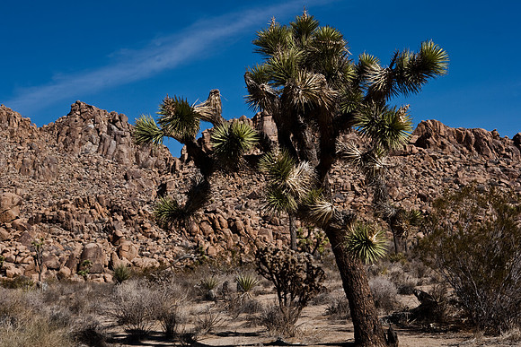 36377_DG_COLOR_JOSHUA_TREE_NATL_PARK_29_PALMS_CALIFORNIA_CA_USA_2007_ZV4N_1324