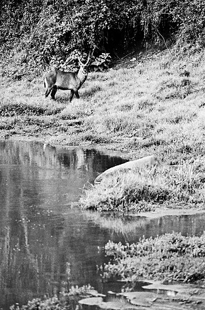 B3_82008_BW_194_New_Amboseli_Africa_89_10