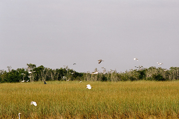 84694_EVERGLADES 33936__Azuley-R4-32