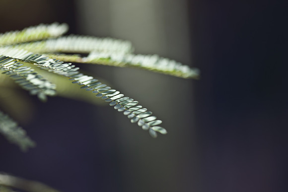 0031_La_Arizona_5L8Y5591