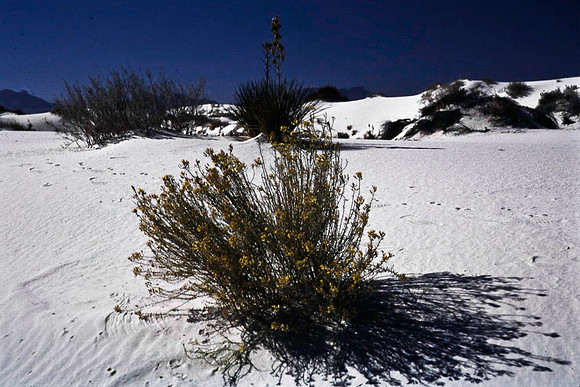 47895_B16_SL_COLOR_LA_MESILLA0_TO_WHITE_SOUNDS_NAT_MNY_HWY20_NM_97_3212.jpg