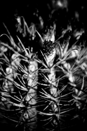 0031_La_Arizona_5L8Y5117