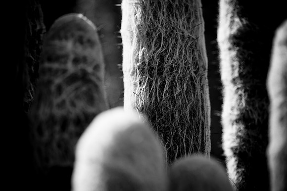 0031_La_Arizona_5L8Y5623