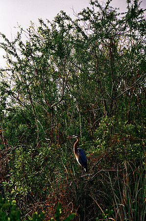 84694_EVERGLADES 33936__Azuley-R1-16A