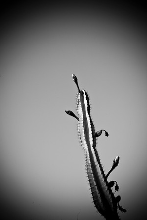 0031_La_Arizona_5L8Y5106