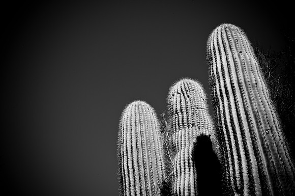 0031_La_Arizona_5L8Y5403