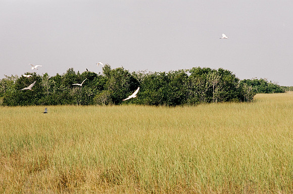 84694_EVERGLADES 33936__Azuley-R4-17A