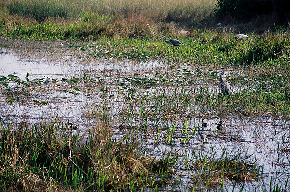 84694_EVERGLADES 33939__Azuley-R7-21A