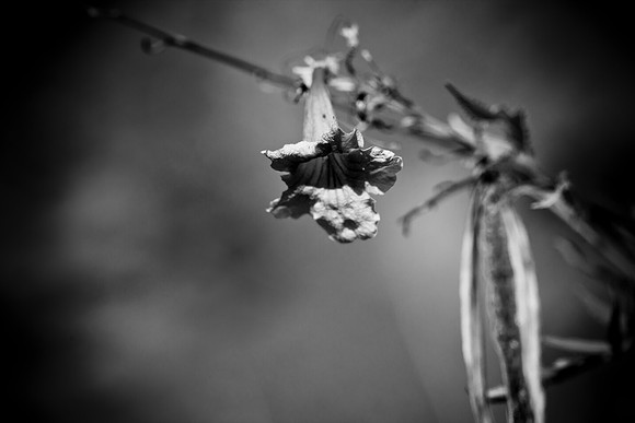 0031_La_Arizona_5L8Y5574