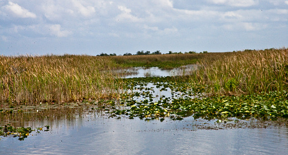 2527_EVERGLADES_MIAMI_FLORIDA_AOM_20090315__A0M1243