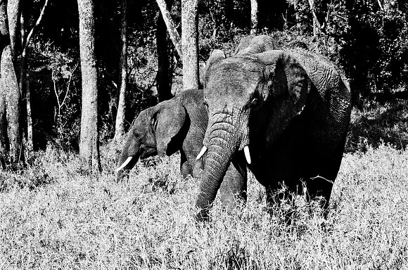 B3_82004_BW_194_Lion_Safari_Africa_89_13