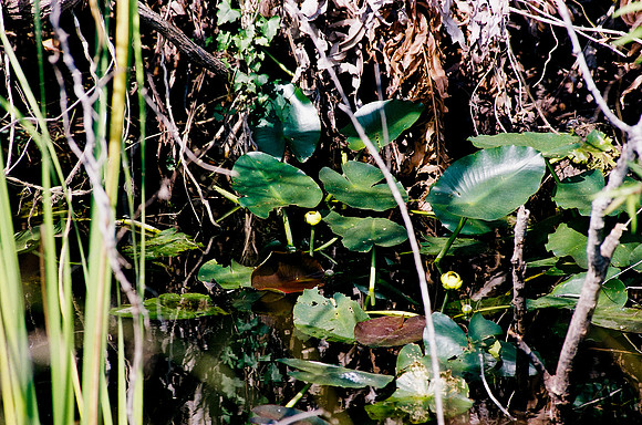 84694_EVERGLADES 33940__Azuley-R6-12A
