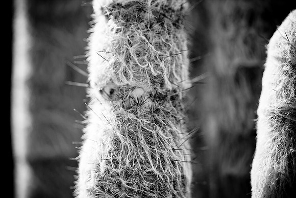 0031_La_Arizona_5L8Y5618