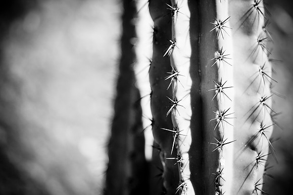0031_La_Arizona_5L8Y5607