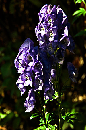 0336_FM_COLOR_MINESOTA_99_65.jpg