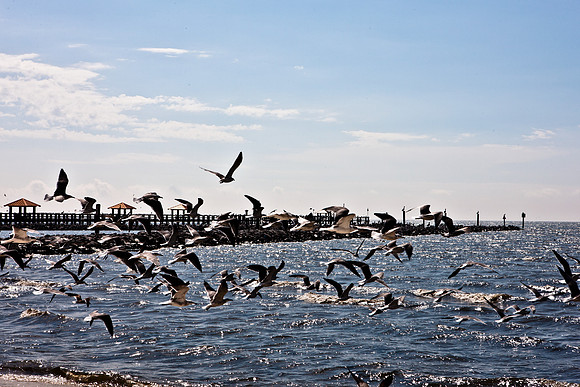 0036-NEW_ORLEANS_TO_PANAMA_CITY_BEACH_5L8Y1184