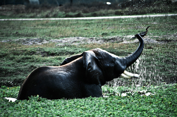55399_SL_COLOR_WILDBEAST_KILIMANJARO_KENYA_AFRICA_1989_3