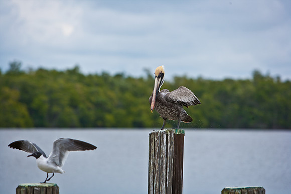 84681_ZV4N_8006_FL_USA_2008