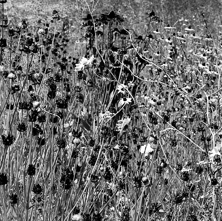 2384_FM_BW_SQ_FLOWERS_NapA_CA_02_3.jpg
