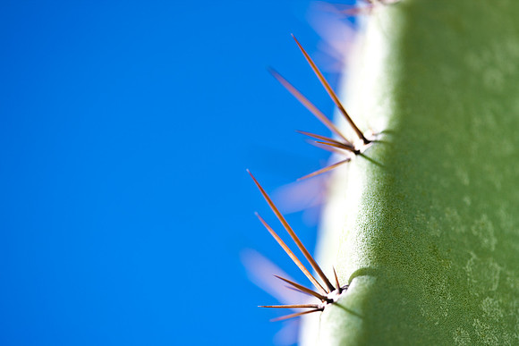 0031_DG_Cactus_Scottsdale_AZ_USA_2009_5L8Y5166