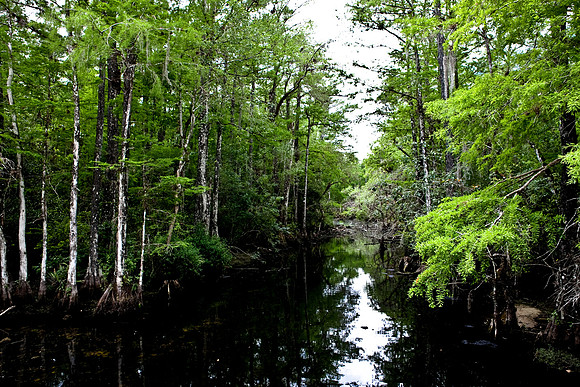2528_EVERGLADES_MIAMI_FLORIDA_20090316_5L8Y3031