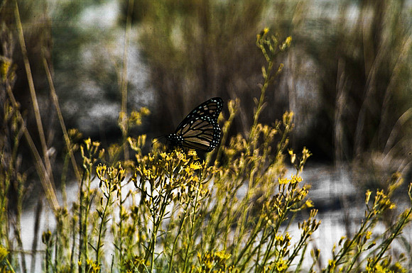 47895_B16_SL_COLOR_LA_MESILLA0_TO_WHITE_SOUNDS_NAT_MNY_HWY20_NM_97_3010.jpg