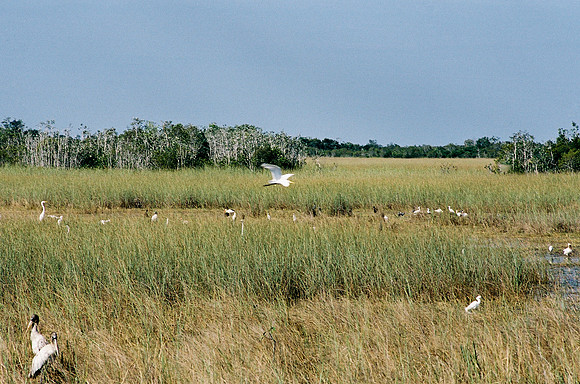 84694_EVERGLADES 33941__Azuley-R4-3A
