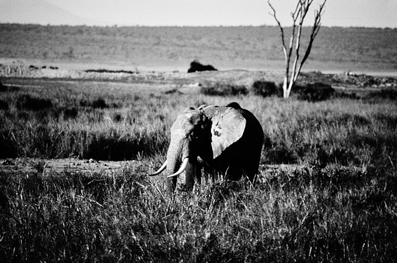 55395_SL_COLOR_ELEPHANTS_KILIMANJARO_KENYA_AFRICA_1989-2