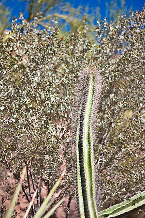 0031_DG_Cactus_Scottsdale_AZ_USA_2009_5L8Y5273