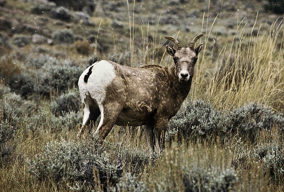 47350_B2_SL_COLOR_US_TOUR_ROCKY_MOUNTAINS_WY_97_11.jpg