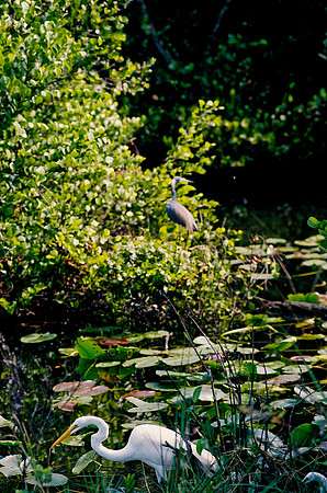 84694_EVERGLADES 33940__Azuley-R6-29A