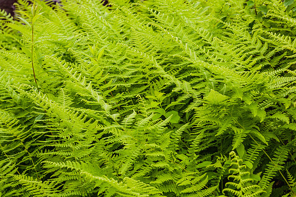 20060628_Maine_ZV4N1135