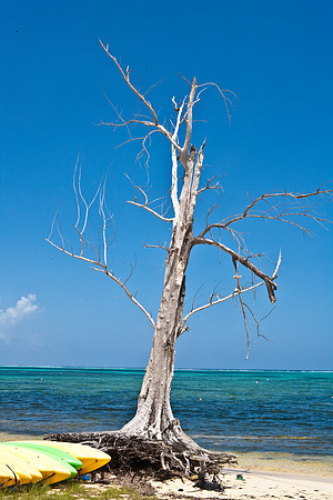 3876_DG_Cayman_Island_Caribbean_ZV4N0427