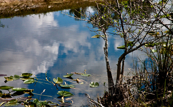 2527_EVERGLADES_MIAMI_FLORIDA_AOM_20090315__A0M1179