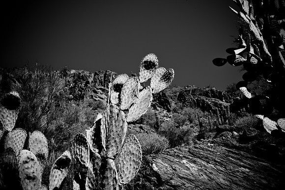 0031_La_Arizona_5L8Y5292