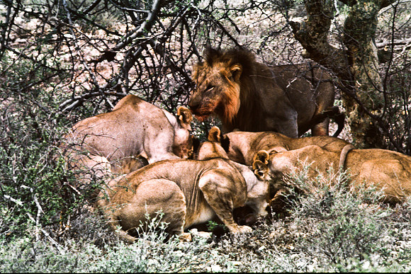 55448_SL_COLOR_LIONS_SUMBURU_KENYA_AFRICA_1989_3