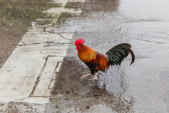 20160714_Key_West_75A0565