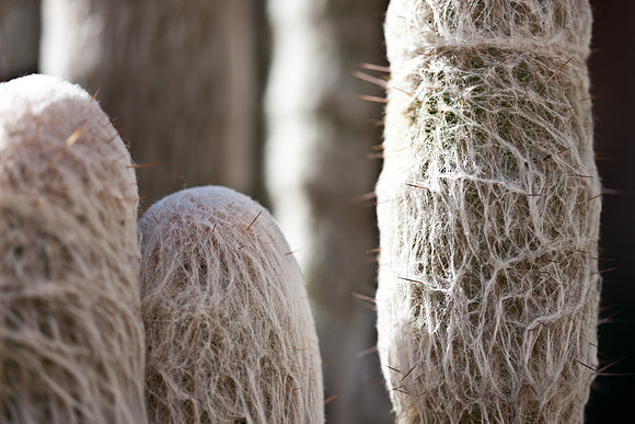 0031_La_Arizona_5L8Y5621