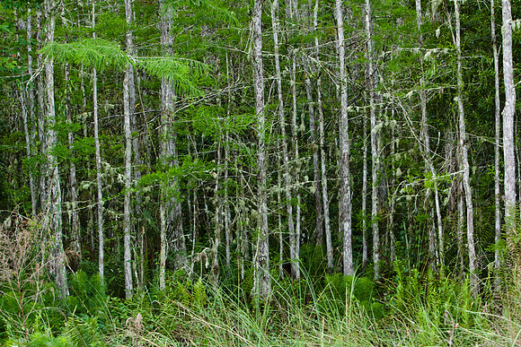85535_20080323-ZV4N7703_Miami_To_Sanibel_Island_Florida_Everglades_FL_USA