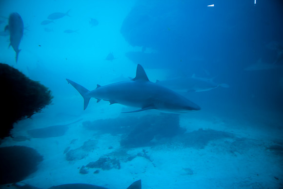 36176_DG_Color_USA_Nassau_Bahamas_Related_Group_AtlantisNassau_Atlantis_Bahamas_ZV4N3472