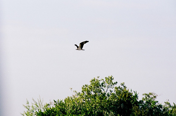 84694_EVERGLADES 33936__Azuley-R2-7