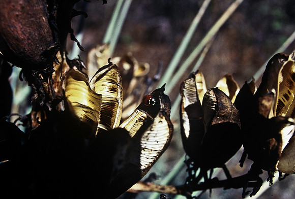 47453_B5_SL_COLOR_GARDEN_OF_THE_GODS_COLORADO_WY_97_05.jpg